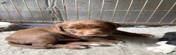 Springador dogs for sale: 2 adorable springadors  in Wrexham - Advert 7