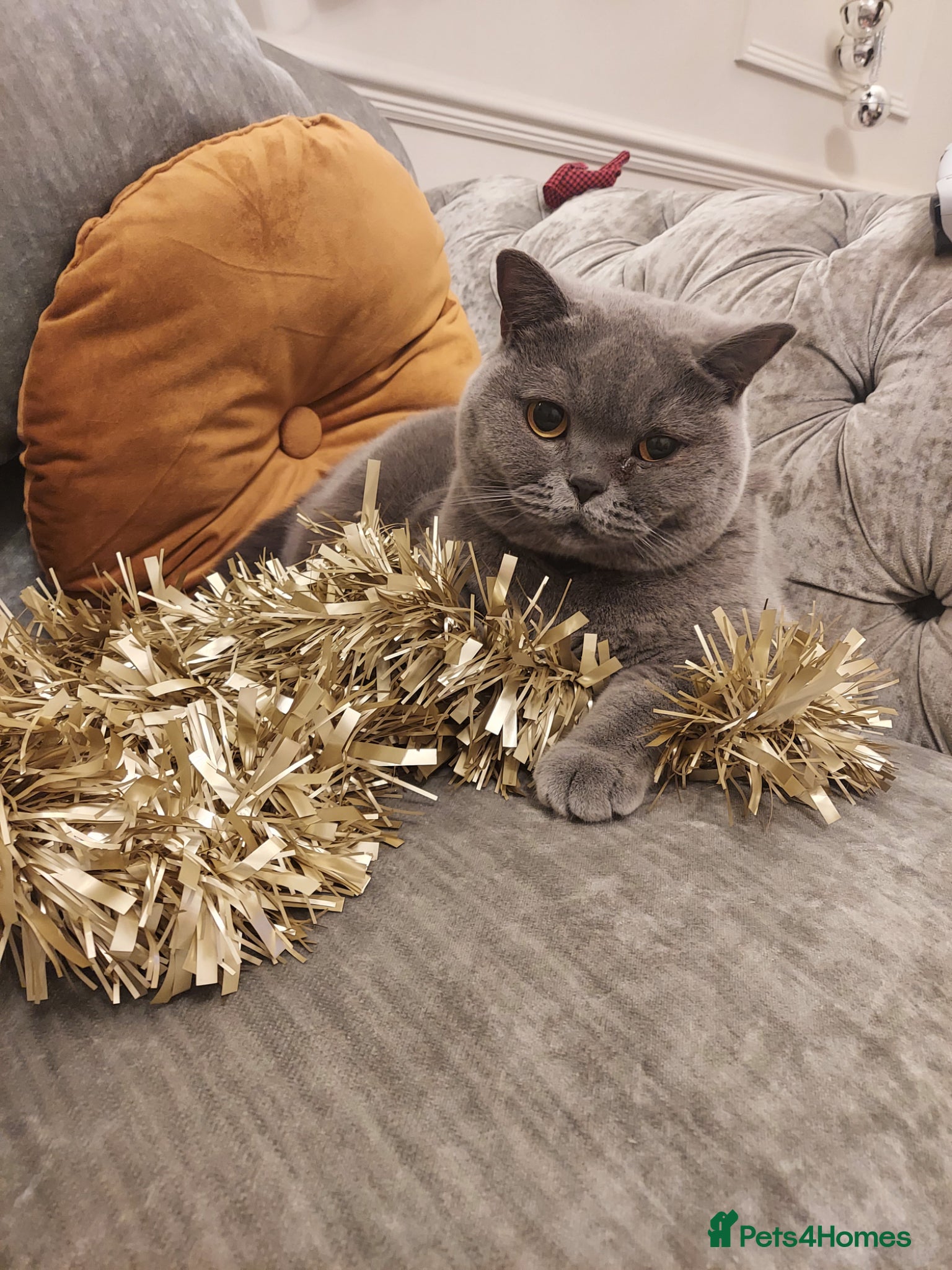 British Shorthair cats [House Cat] Quiet loving family home for Poppy  - Advert 1