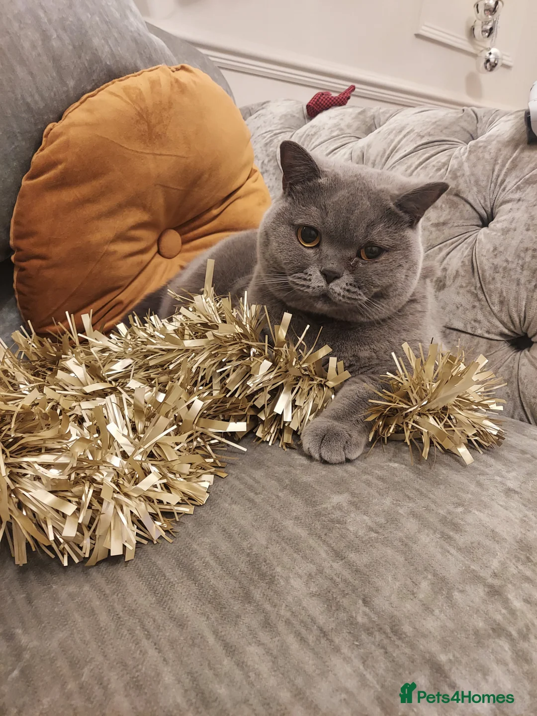British Shorthair cats for sale: [House Cat] Quiet loving family home for Poppy  - Advert 1