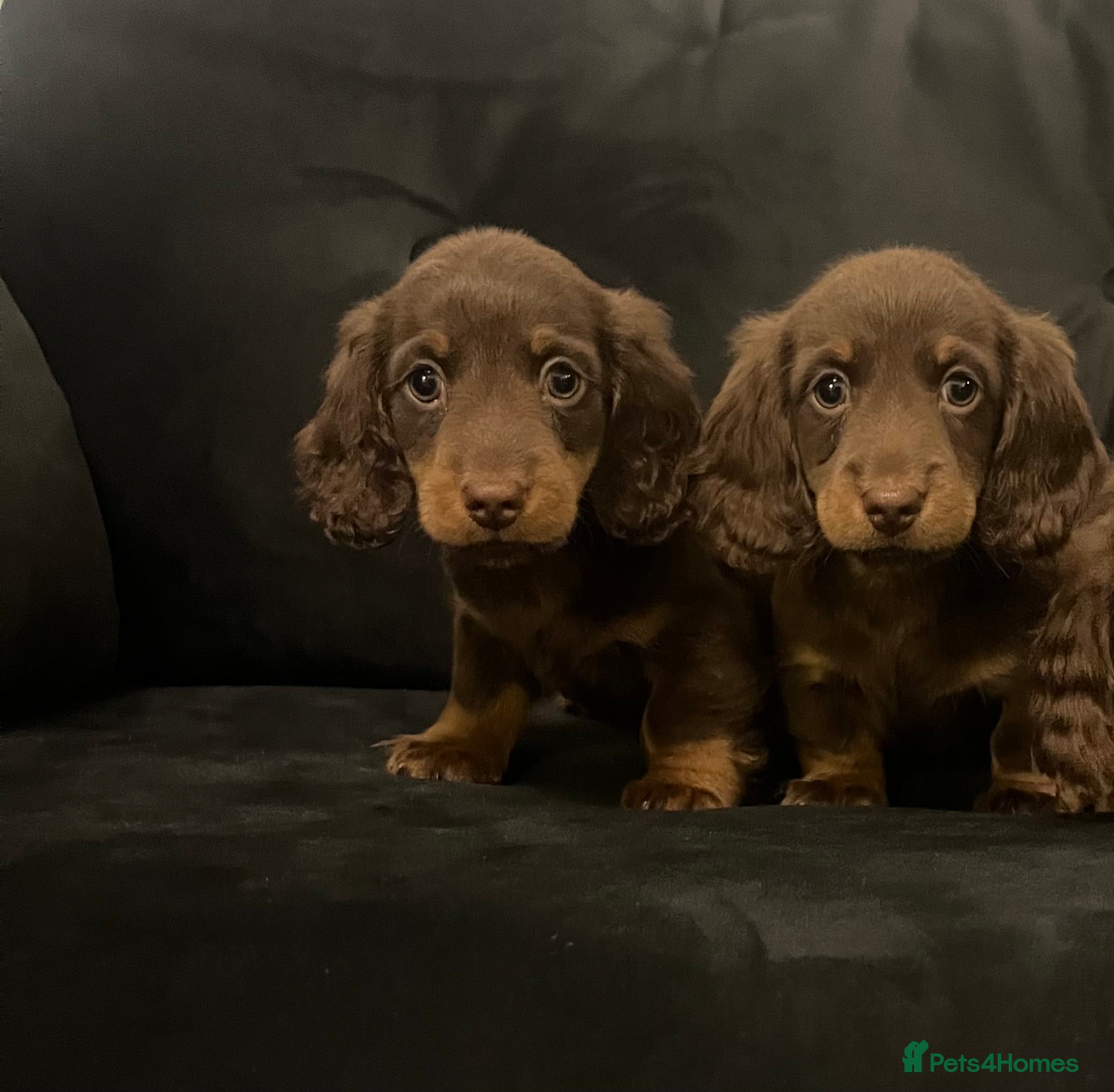 Miniature Dachshund dogs Stunning long haired  miniature dachshunds - Advert 13
