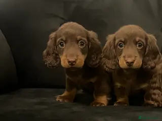 Miniature Dachshund dogs Stunning long haired miniature dachshunds - Advert 13
