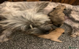 Cairn Terrier dogs for sale: Quality KC Reg Cairn Terrier puppies - Image 2