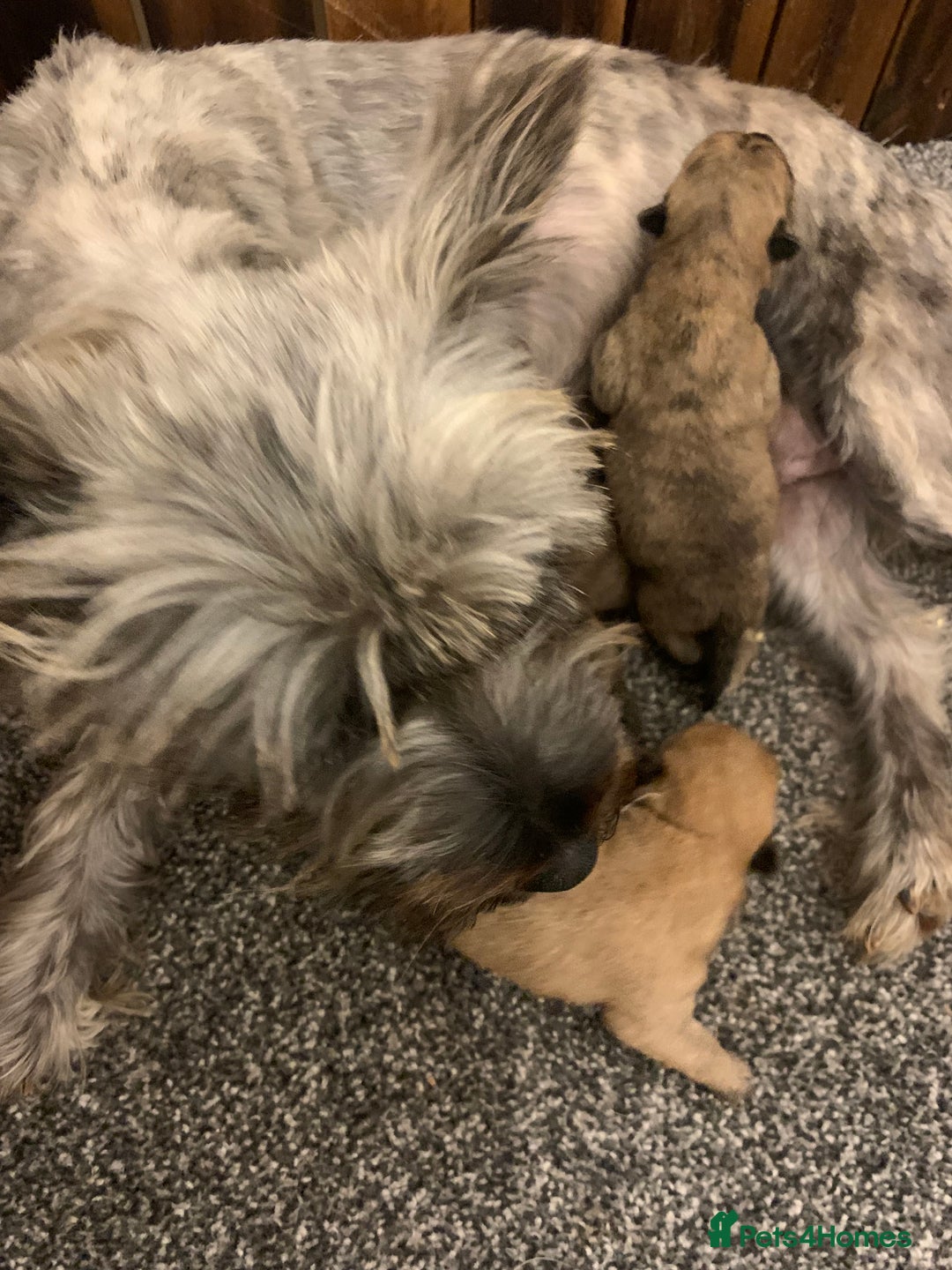 Cairn Terrier dogs for sale: Quality KC Reg Cairn Terrier puppies - Image 2