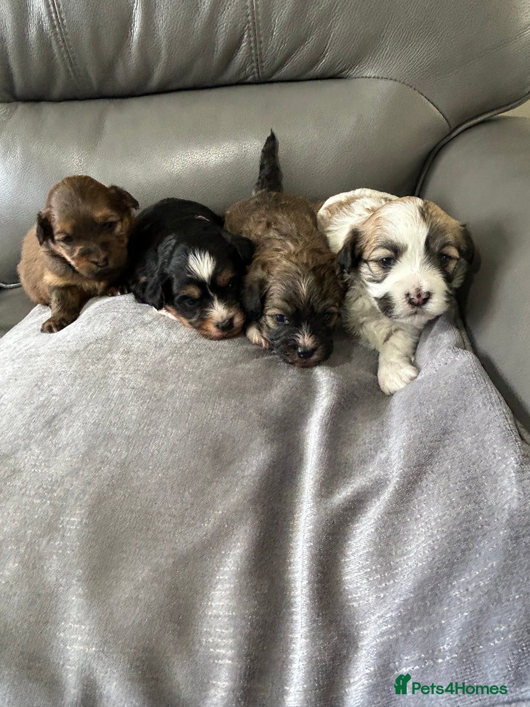 Havanese dogs for sale: Four beautiful Havanese  - Image 1