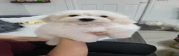 Maltese dogs for sale:  Beautiful Maltese Puppies Looking Loving Homes  - Advert 15