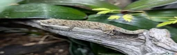 Gecko reptiles for sale: Eurydactylodes vieillardi - chameleon gecko - Advert 3