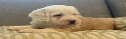 Tibetan Terrier dogs for sale: Adorable Kc Reg Tibetan terriers Puppies - Advert 5