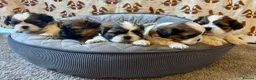 Shih Tzu dogs for sale: *Stunning litter of shihtzus* in Leighton Buzzard - Advert 17