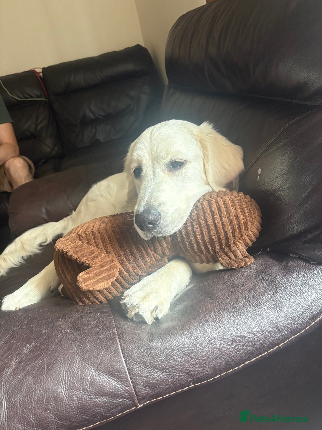 Golden Retriever dogs for sale: Golden retriever Stanley 14 months old - Advert 6