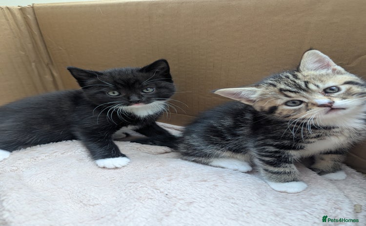 Mixed Breed cats - Advert 4