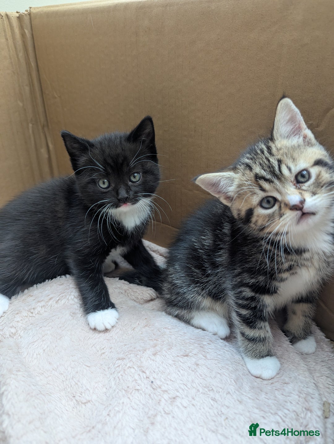 Mixed Breed cats for sale: 2 Sisters 1 Tabby and 1 Tuxedo Persian Mix - Image 1