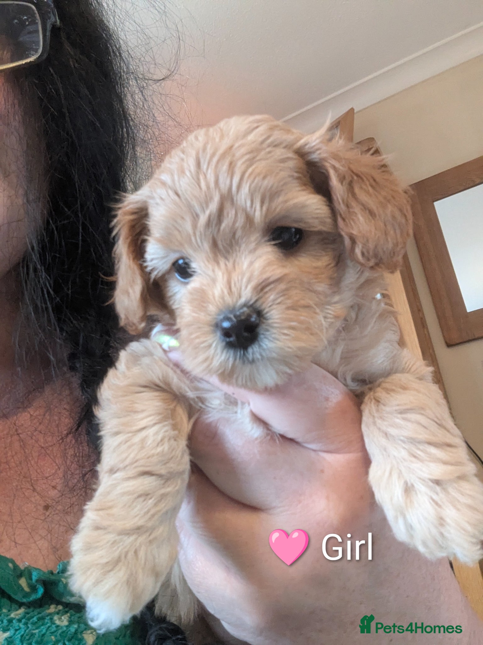 Cavapoo dogs Toy/Small Cavapoo Puppies – Ready Soon 🐾 4💙 2🩷 - Advert 11