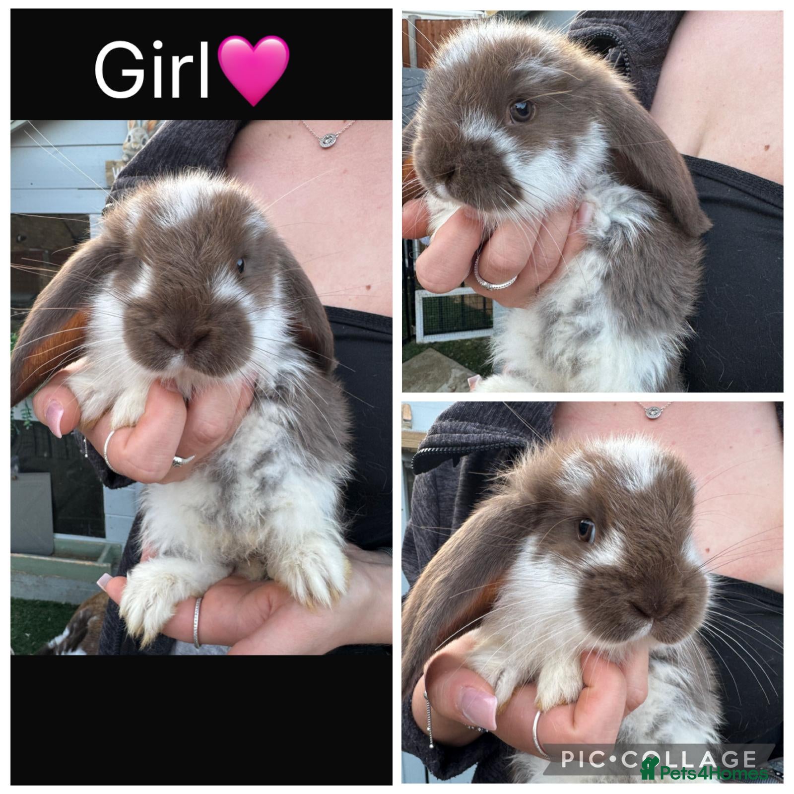 French Lop rabbits Pedigree French lop - Advert 1