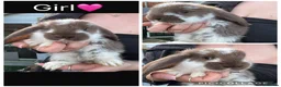 French Lop rabbits for sale: Pedigree French lop - Advert 7