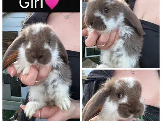 French Lop rabbits for sale: Pedigree French lop - Advert 1