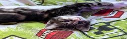Mixed Breed cats for sale: Gorgeous kittens - Advert 13