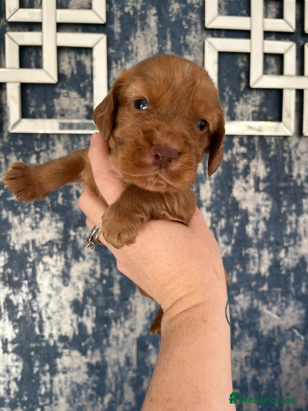 Cocker Spaniel dogs for sale: Working cocker spaniel pups  - Image 7