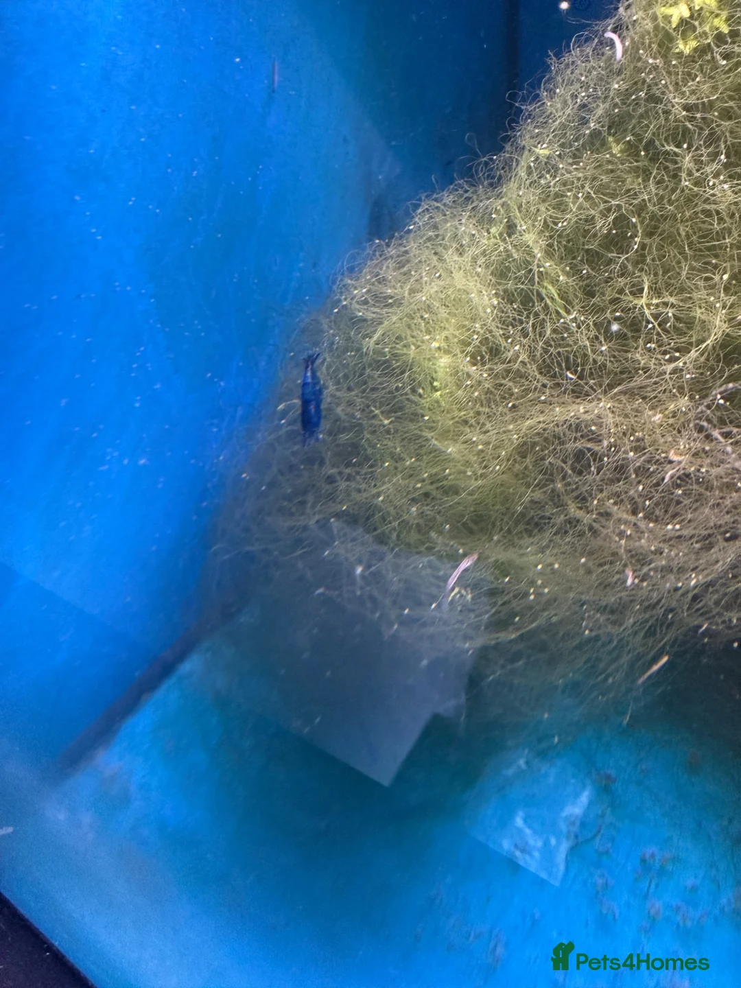 Shrimps fish for sale: Neocaridina shrimp  in Snodland - Advert 4