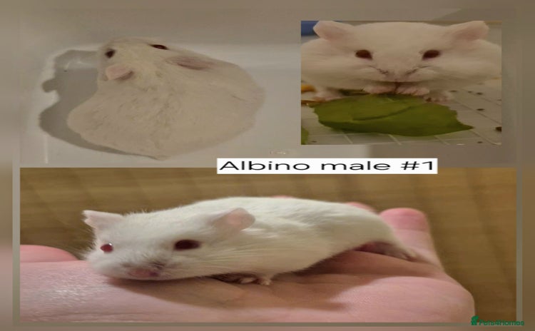 Hamster rodents - Advert 3