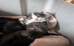 Mixed Breed cats for sale: Three kittens - Image 7