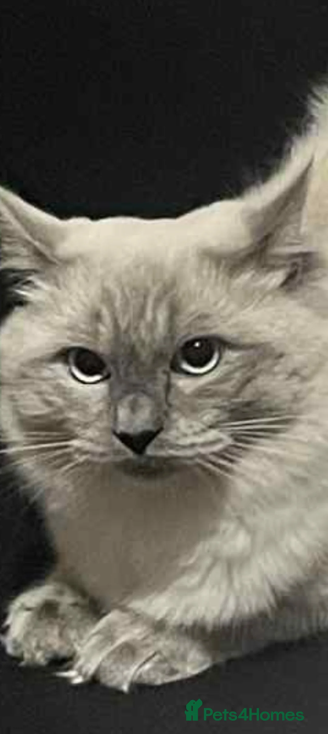 Ragdoll cats for stud: Loving Cat The Perfect Gentleman for Breeding! 😻 - Advert 4
