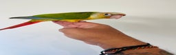 Conures birds for sale: Hand reared conures for sale  - Advert 28