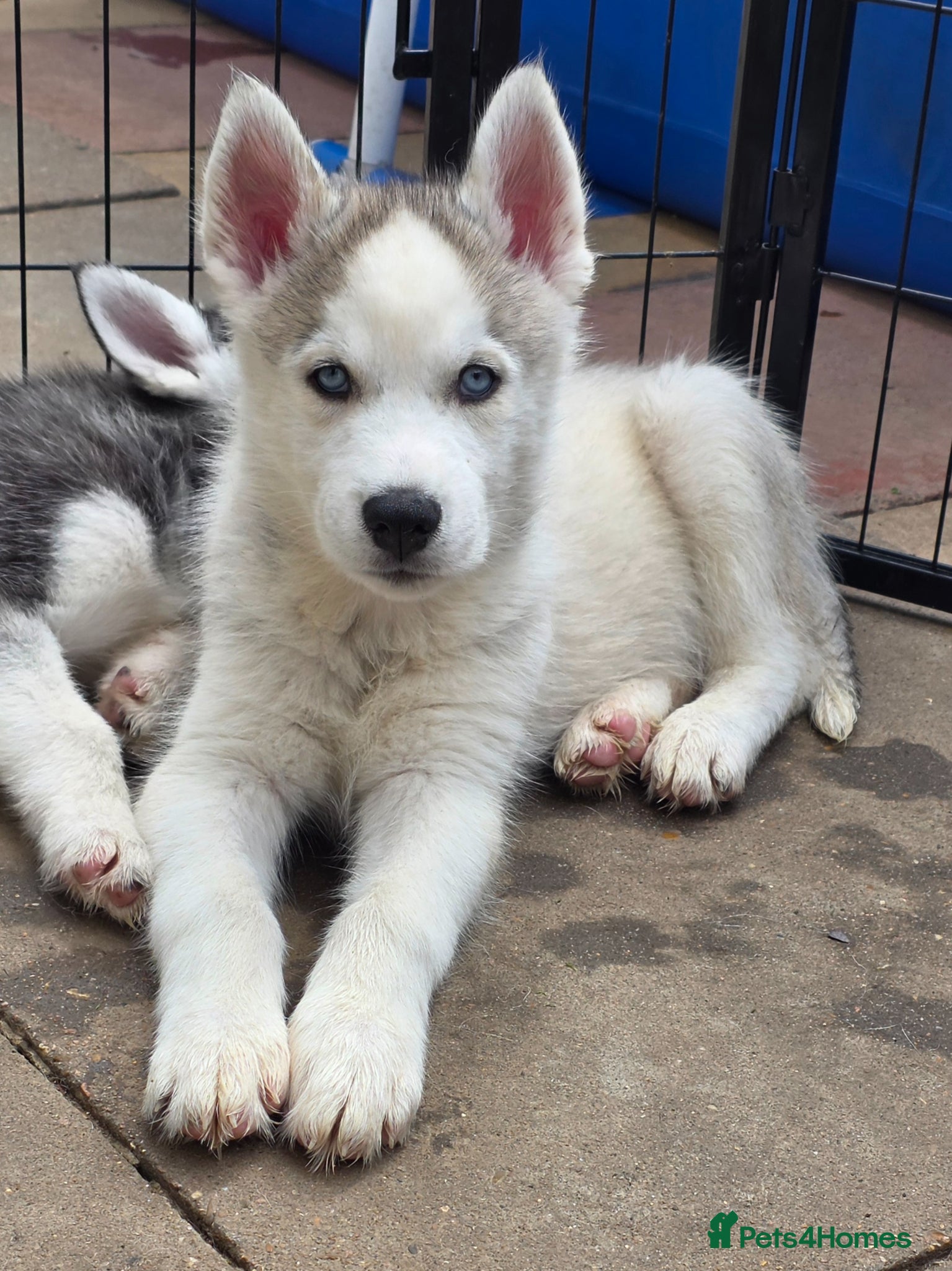 Siberian Husky dogs Last boy left out of a litter of 7  - Advert 14