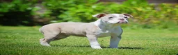Old Tyme Bulldog dogs for sale: 23 YEARS, EXPERIENCE, 5 STAR RATED, LICENSED - Advert 2