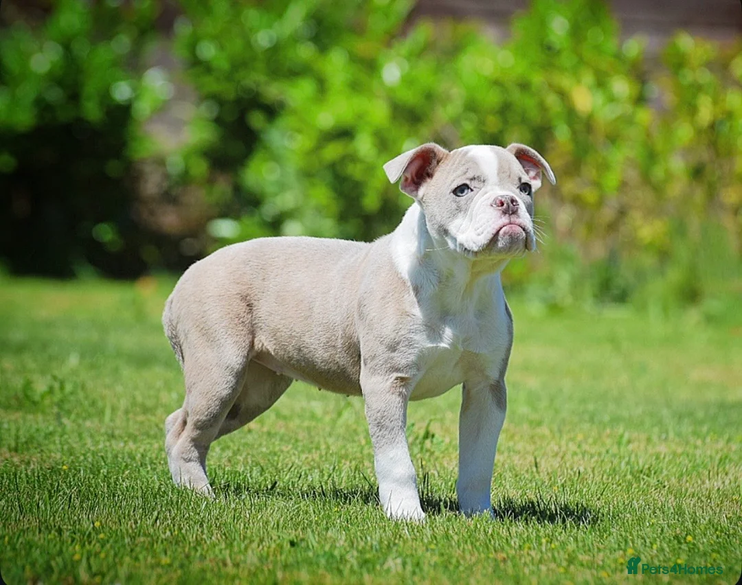 Old Tyme Bulldog dogs for sale: 23 YEARS, EXPERIENCE, 5 STAR RATED, LICENSED - Advert 2