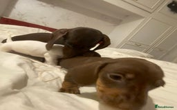 Miniature Dachshund dogs for sale: 2 miniature dachound for sale white/brown  - Image 9