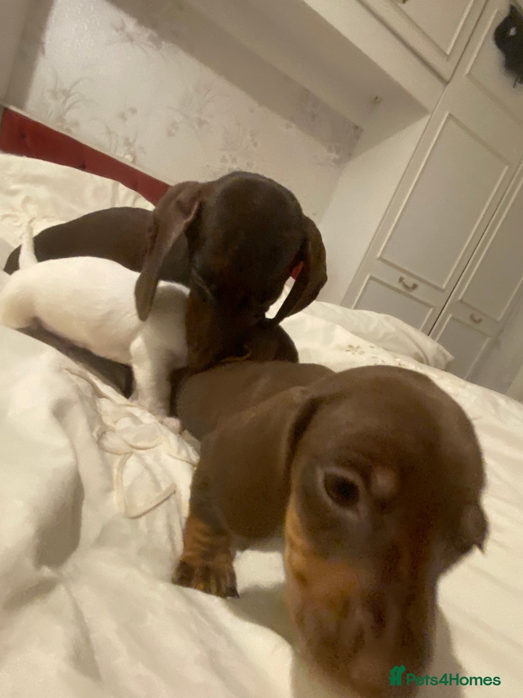 Miniature Dachshund dogs for sale: 2 miniature dachound for sale white/brown  - Image 9