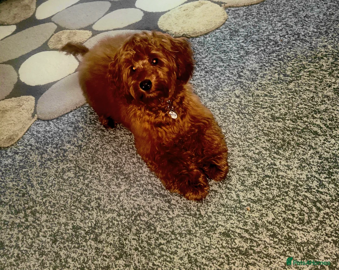 Cockapoo dogs for sale: Frankie  in Leeds - Advert 1