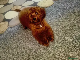 Cockapoo dogs Frankie - Advert 3