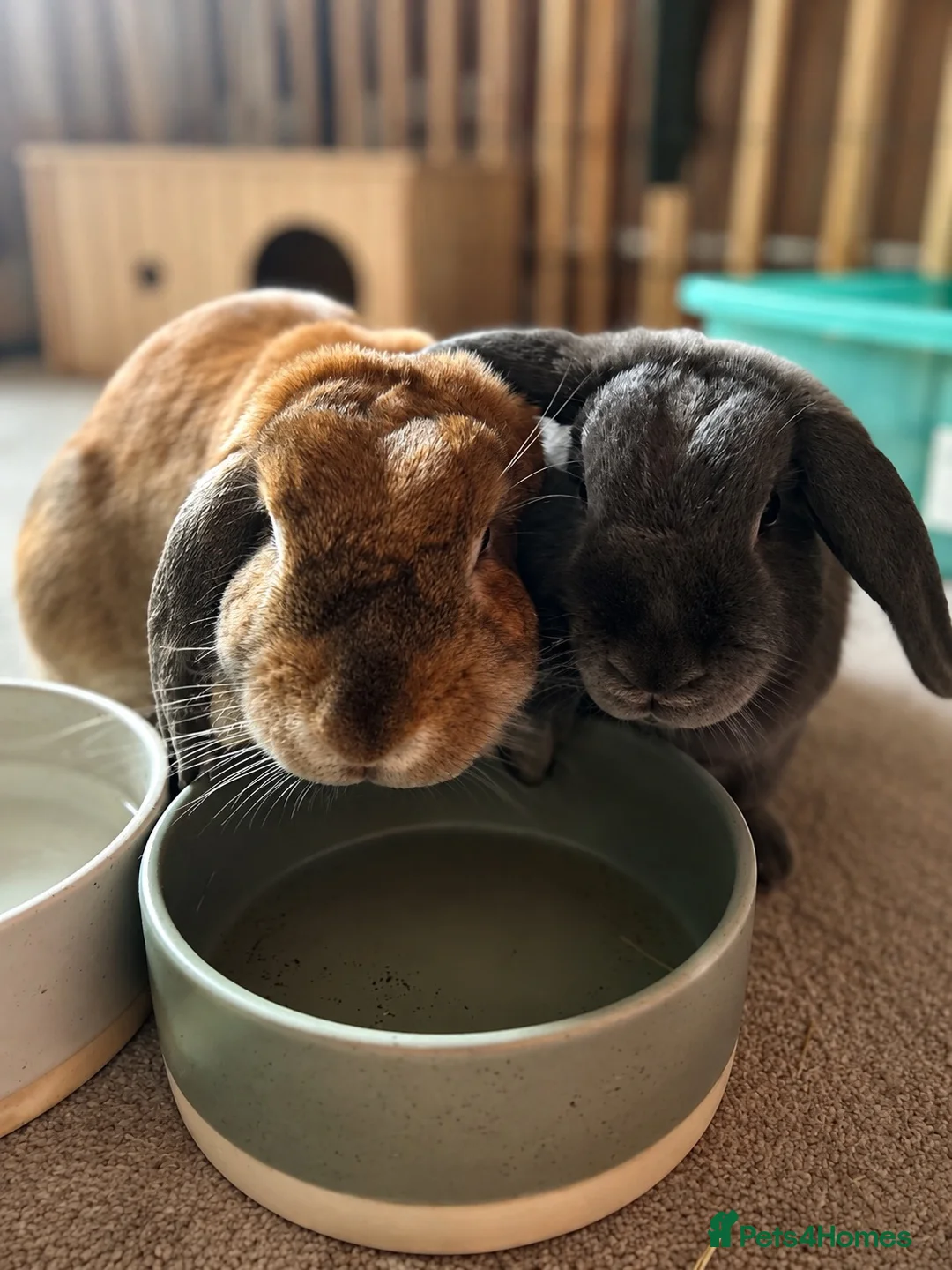 English Lop rabbits for sale: House bunnies! 2 brothers 🩵🩵🐰🐰 - Advert 1