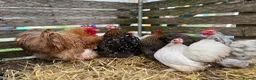 Chickens poultry for sale: Pekin bantam hatching eggs, chicks, growers, hens - Advert 11