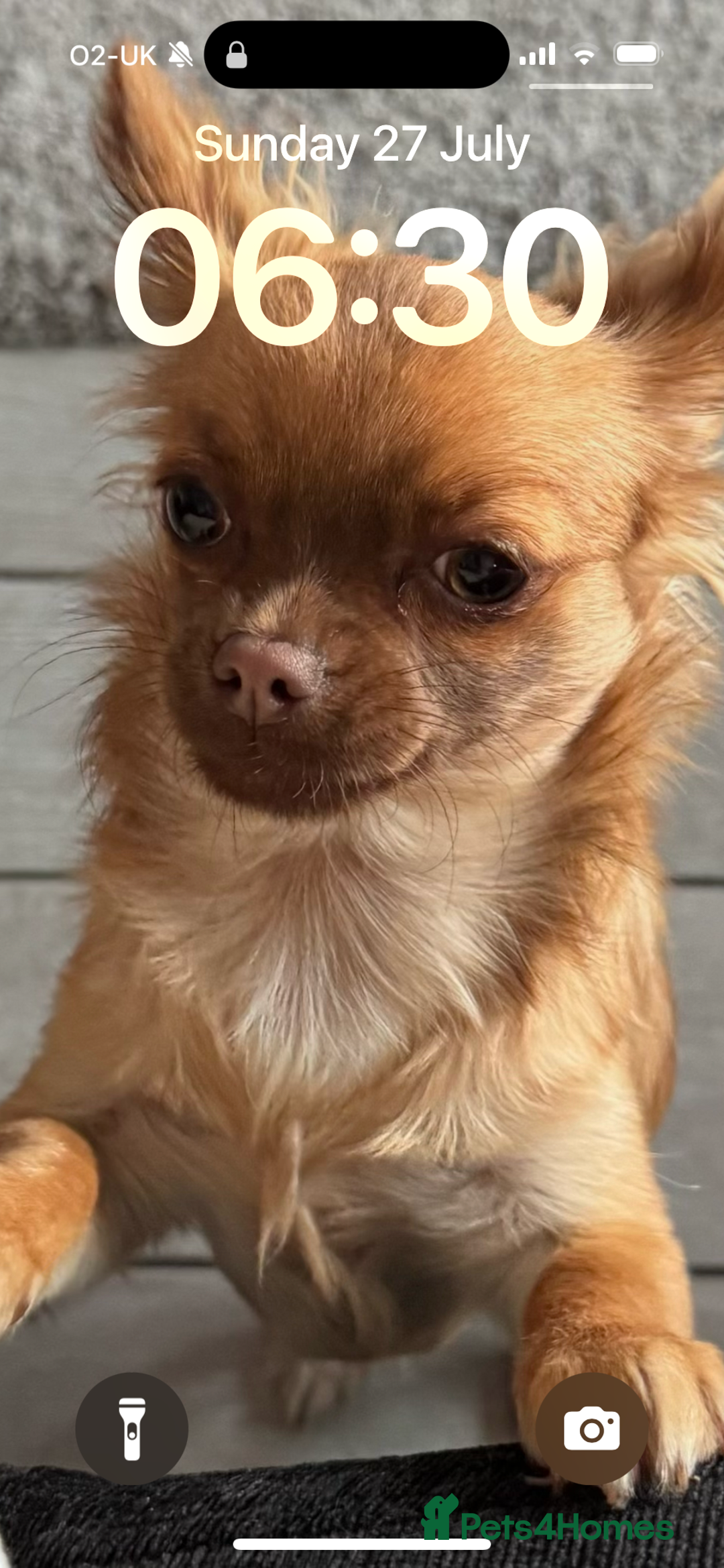 Chihuahua dogs for sale: Winnie - Image 2