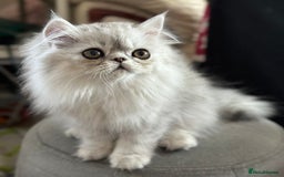 Persian cats for sale: 2 Cuddly Pedigree Persian Babies💙 - Image 5