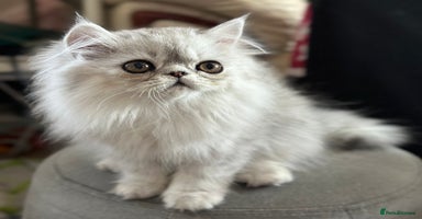 Persian cats - Advert 2