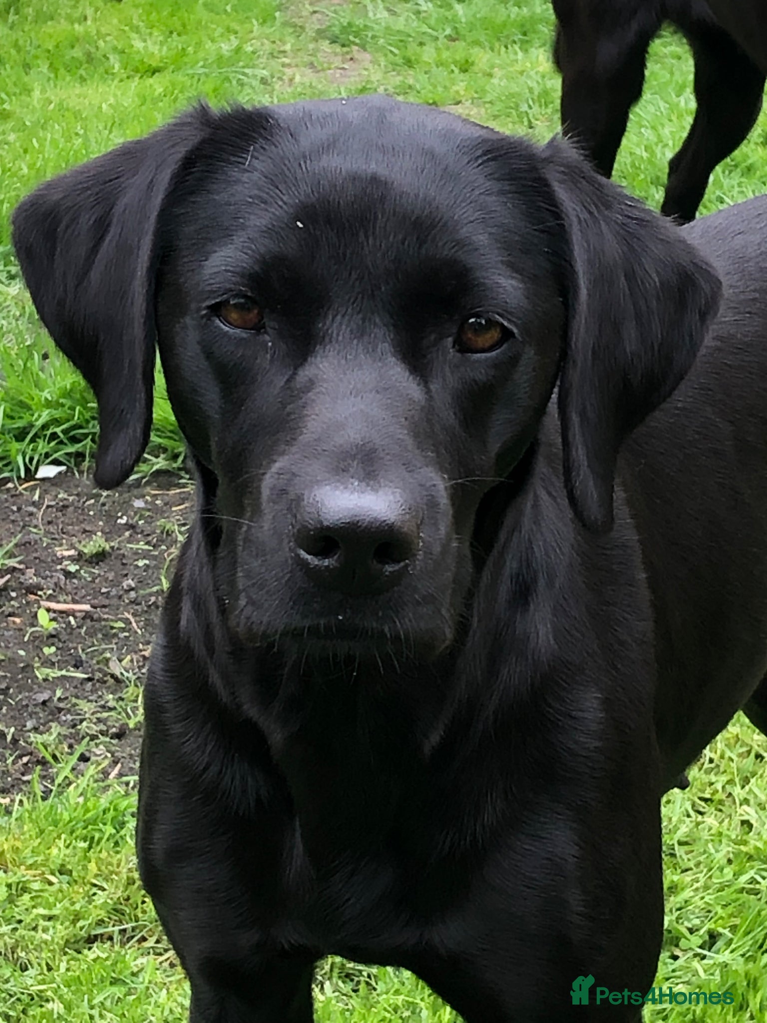 Labrador Retriever dogs for sale: Beautiful KC reg working Labrador Retriever pups  - Advert 1