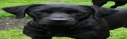 Labrador Retriever dogs for sale: Beautiful KC reg working Labrador Retriever pups  - Advert 1