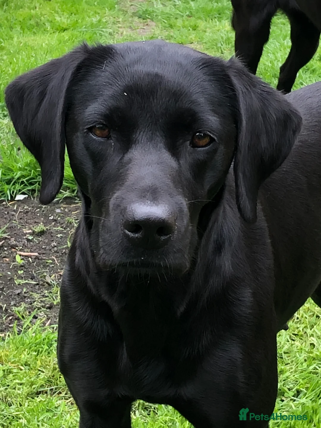 Labrador Retriever dogs for sale: Beautiful KC reg working Labrador Retriever pups  - Advert 1