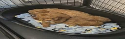 Cavapoo dogs for sale: Beautiful female F1 Cavapoo - Advert 4