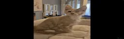 Maine Coon cats for sale: Very Special Boy, Please read. - Advert 3