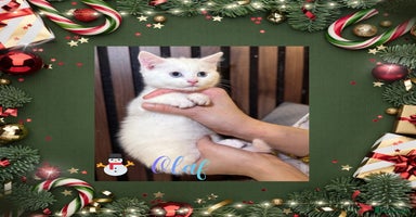 British Shorthair cats  **  The Snow Angel Litter –  **  Whiskers ❄️ - Advert 12