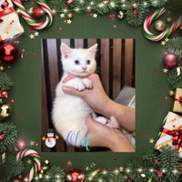 British Shorthair cats ** The Snow Angel Litter – ** Whiskers ❄️ - Advert 12