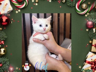 British Shorthair cats ⭐ LAST ONE The Snow Angel Litter ❄️ Whiskers ⭐ - Advert 8