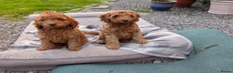 Cockapoo dogs for sale: *ONLY ONE BOY LEFT* Red Cockapoos - Advert 4