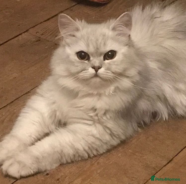 Persian cats Stunning Red Female Persian - Advert 3