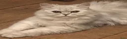 Persian cats for sale: Stunning Red Female Persian - Advert 1