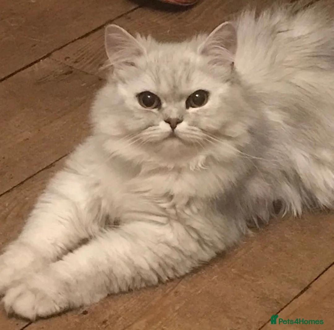 Persian cats for sale: Stunning Red Female Persian - Advert 1